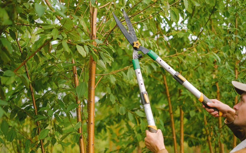 Tree trimming in Rose Bud, AR