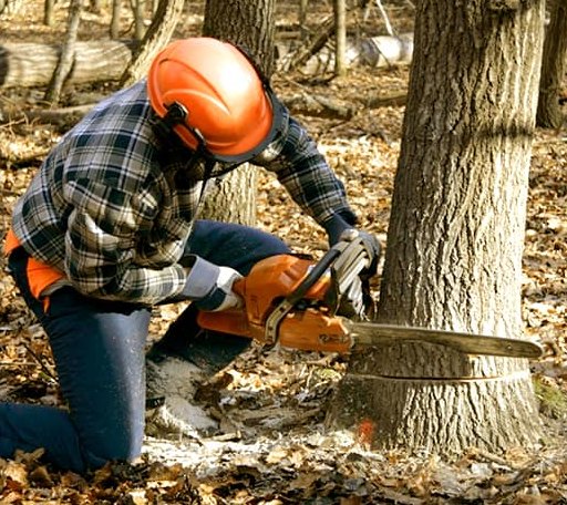 Tree Removal in Rose Bud, AR